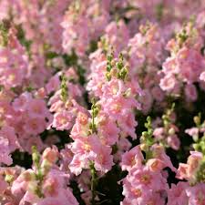Chantilly Pink Snapdragon Seeds (Antirrhinum majus) | 1000+ Seeds | Tall, Fragrant Pink Blooms for Garden & Cut Flowers