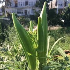 85 Seeds Okra Clemson Spineless for Planting (Abelmoschus esculentus) - Fast-Growing, Tender, Spineless Okra for Home Gardens