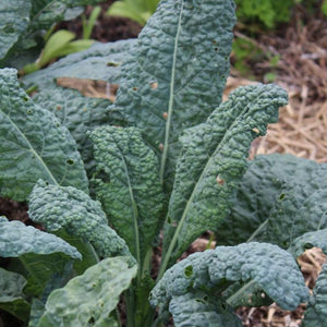 1g Kale Lacinato Seeds Brassica oleracea | Dinosaur Kale, Non-GMO, Heirloom, Nutrient-Rich, Easy to Grow, Perfect for Salads & Soups