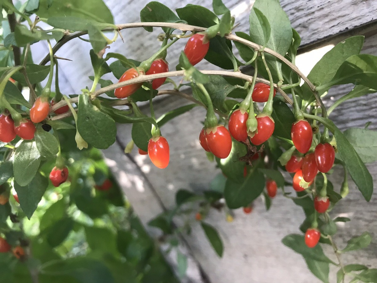 3 Bare Root Live Plants Goji Berry (Lycium barbarum) 4”-8” Ready to Plant