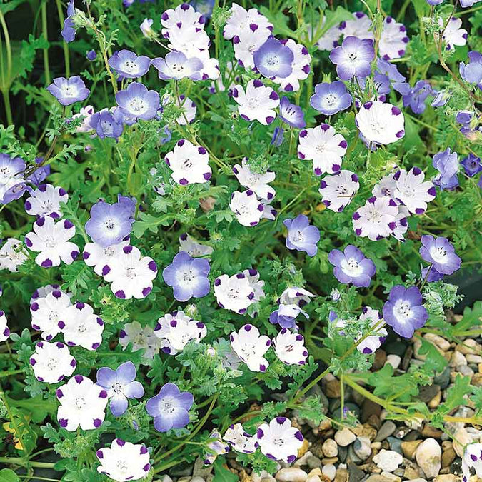 500 Seeds Nemophila Mixed Colors, Non-GMO, Short 4-6" Spring Bloomer, Vibrant Flowers, Easy to Grow, Pollinator-Friendly, Garden, Annual
