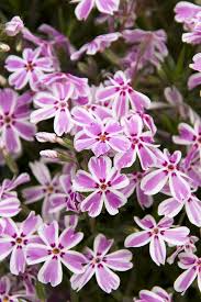 Candy Stripe Phlox Seeds – 100+ Pink & White Blooms – Creeping Groundcover Flower for Borders, Pathways, Rock Gardens ,Spring Color – USA