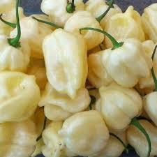 20 Seeds White Habanero Pepper, Rare Heirloom Variety, Extra Spicy & Aromatic