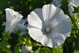 40 Seeds Rose Mallow Dwarf White (Hibiscus moscheutos) - Hardy Perennial, Compact Flowering Plant, Ideal for Gardens, Attracts Pollinators