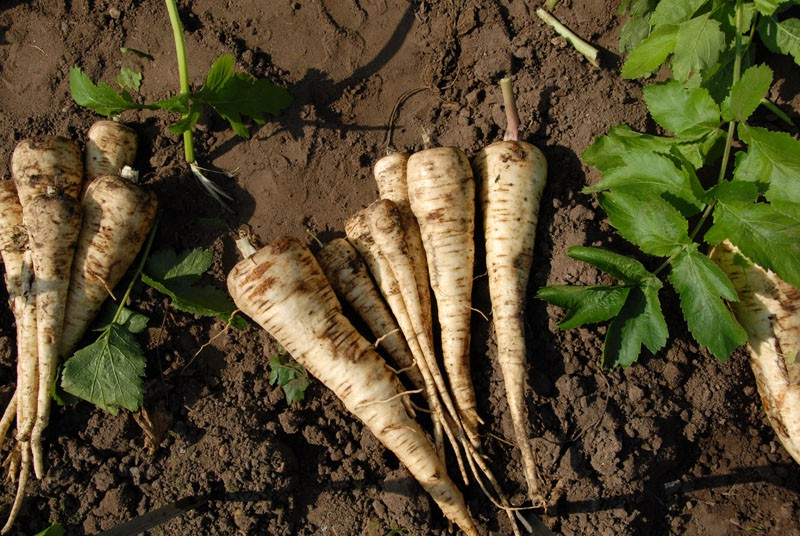 350 Seeds Parsnip All American for Planting (Pastinaca sativa) - Sweet Nutritious Root Vegetables for Home Gardens, High Yield, Easy to Grow