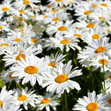 2000 Seeds Daisy Shasta, Leucanthemum × Superbum, Classic Perennial White Flowers