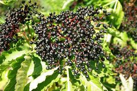 80 European Black Elderberry Seeds (Sambucus nigra), Tree, Edible Fruit, Herb, High Yield, Elderberry Plant, Garden Starter