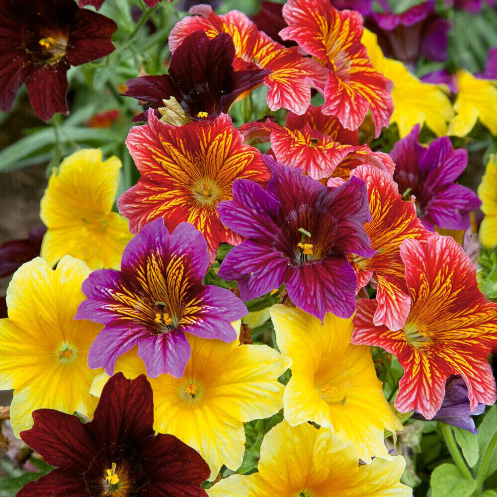 bulk annual flower seeds 500 EZ Annual Flower Seed Mix (Salpiglosis grandiflora), Bulk Paisley – Jayme Garden