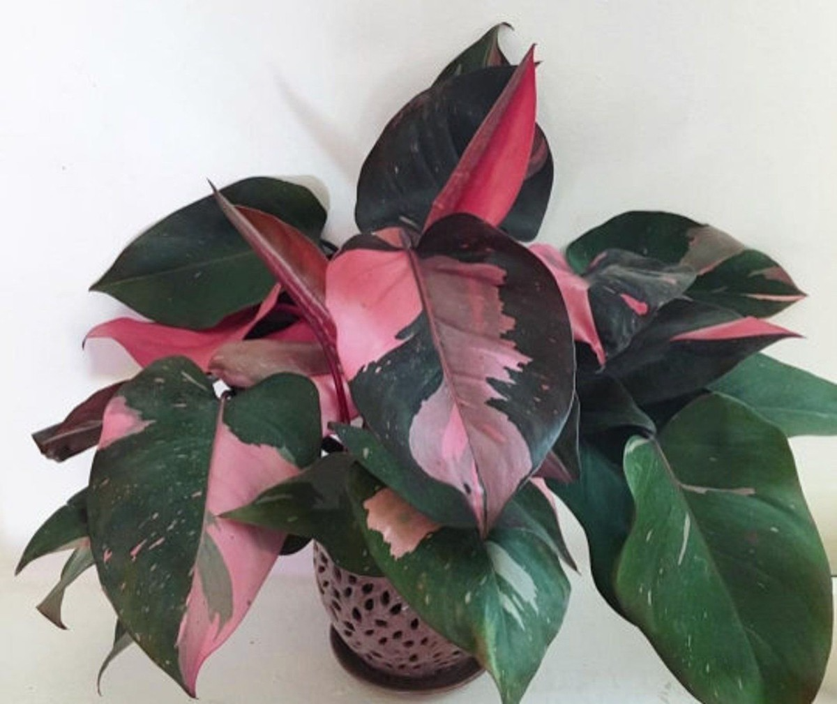 Pink Princess Variegated Philodendron - Rare Live Starter Plant - Small Rooted, Pink & White Foliage, Indoor and Outdoor, Medium Watering