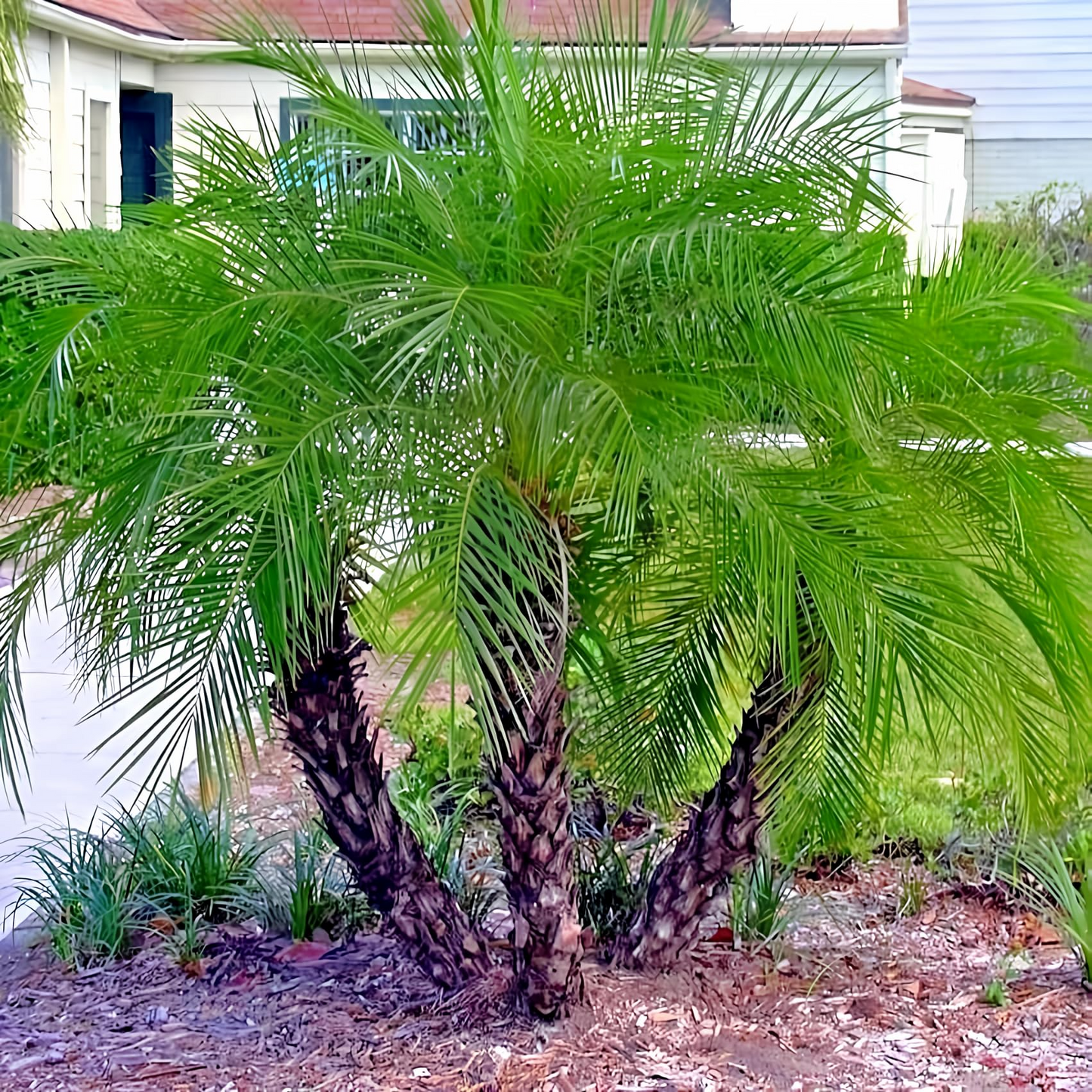 10 Dwarf Pygmy Date Palm Seeds – Phoenix roebelinii, Indoor Houseplant, 6 ft Tall, Subtropical Palm, Great for Containers & Landscaping