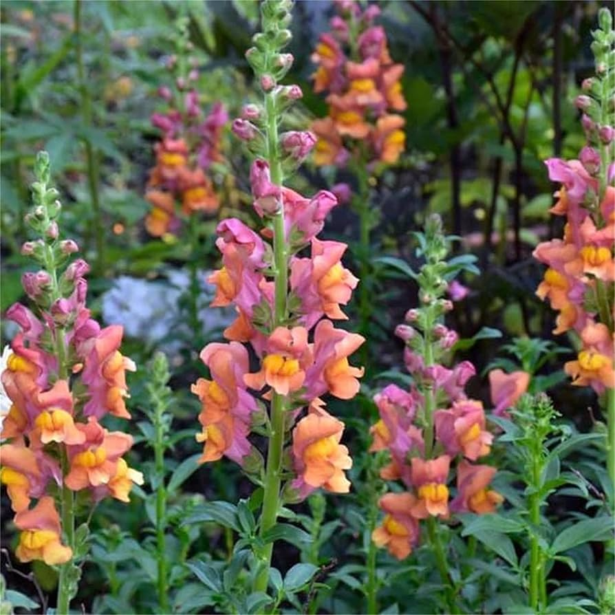 Antirrhinum majus Rocket Mix Snapdragon Seeds – 1000+ Multicolor Blooms for Vibrant Garden & Cut Flowers