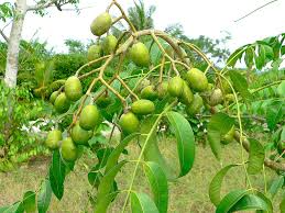 June Plum Tree (Spondias dulcis) 3’-4’ Tall | Tropical Fruit Tree with Flowers Ready to Bear Fruit