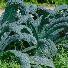 250 Kale Lacinato Seeds for Planting – Dinosaur Kale Brassica oleracea – Nutritious, Hearty Greens for Cooking, Smoothies, & Healthy Recipes