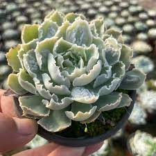 Echeveria Shaviana Frills Ruffles Succulent - 9" Live Plant Cutting Bare Root, HTF, Pink Frills