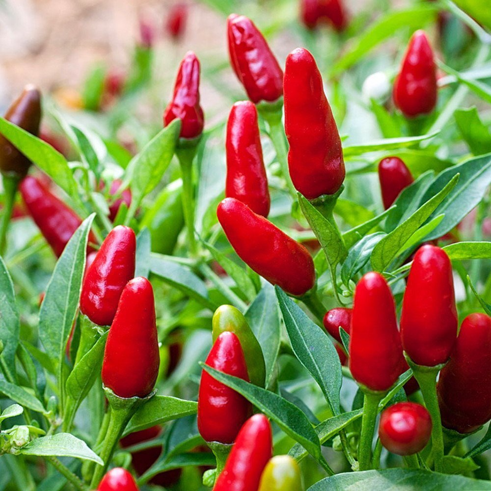 300mg Chile Piquin Hot Pepper Seeds | Capsicum annuum | Heirloom, Non-GMO | Fiery, Compact & Flavorful