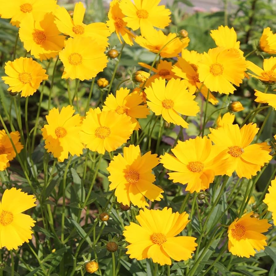 50 Seeds Coreopsis Lance-Leaved Dwarf (Coreopsis lanceolata) - Yellow Wildflower for Planting, Pollinator-Friendly, Garden Blooms