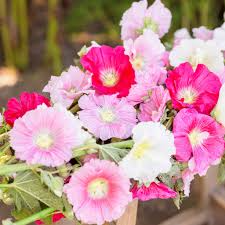 50 Seeds Summer Carnival Mix Hollyhock (Alcea rosea) – Vibrant Biennial Blooms, Pollinator-Friendly, Cottage Garden Favorite