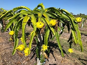 Yellow Golden Dragon Fruit Seedling - 3”-5” Live Plant with Pot - Sweet White Flesh, Ready to Plant