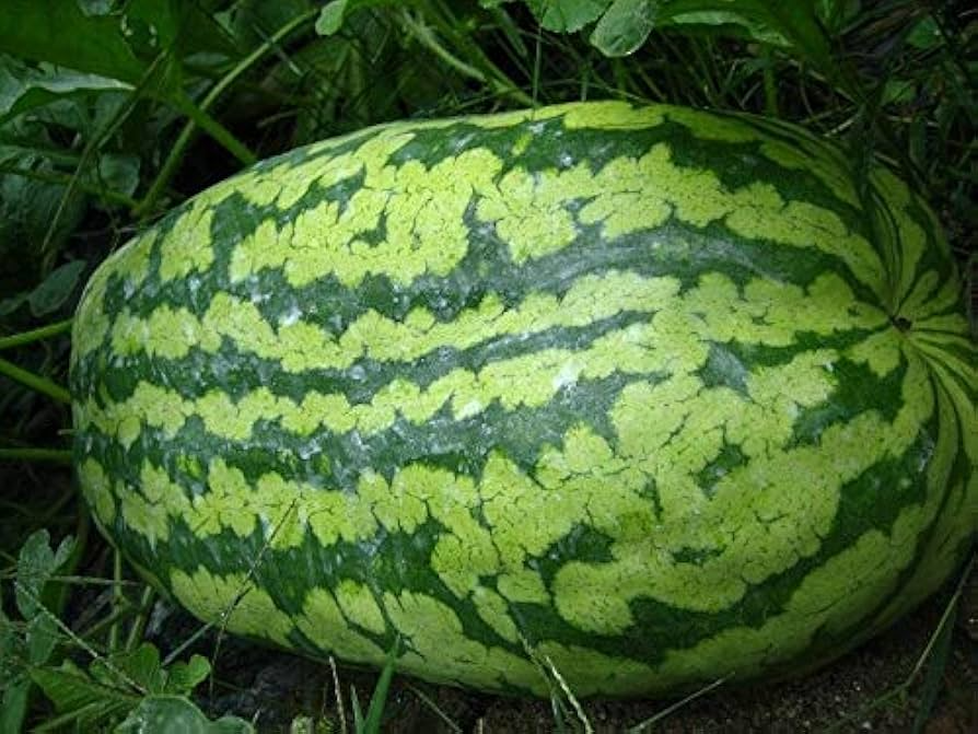 Carolina Cross Watermelon Seeds - 50+ Giant Melon Seeds - USA Grown - - Prize-Winning Variety - Sweet Juicy Fruit - Home Garden