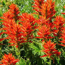 300 Seeds Castilleja coccinea Indian Paintbrush (Scarlet Paintbrush) – Wildflower for Planting, Vibrant Red Flowers, Native American Garden