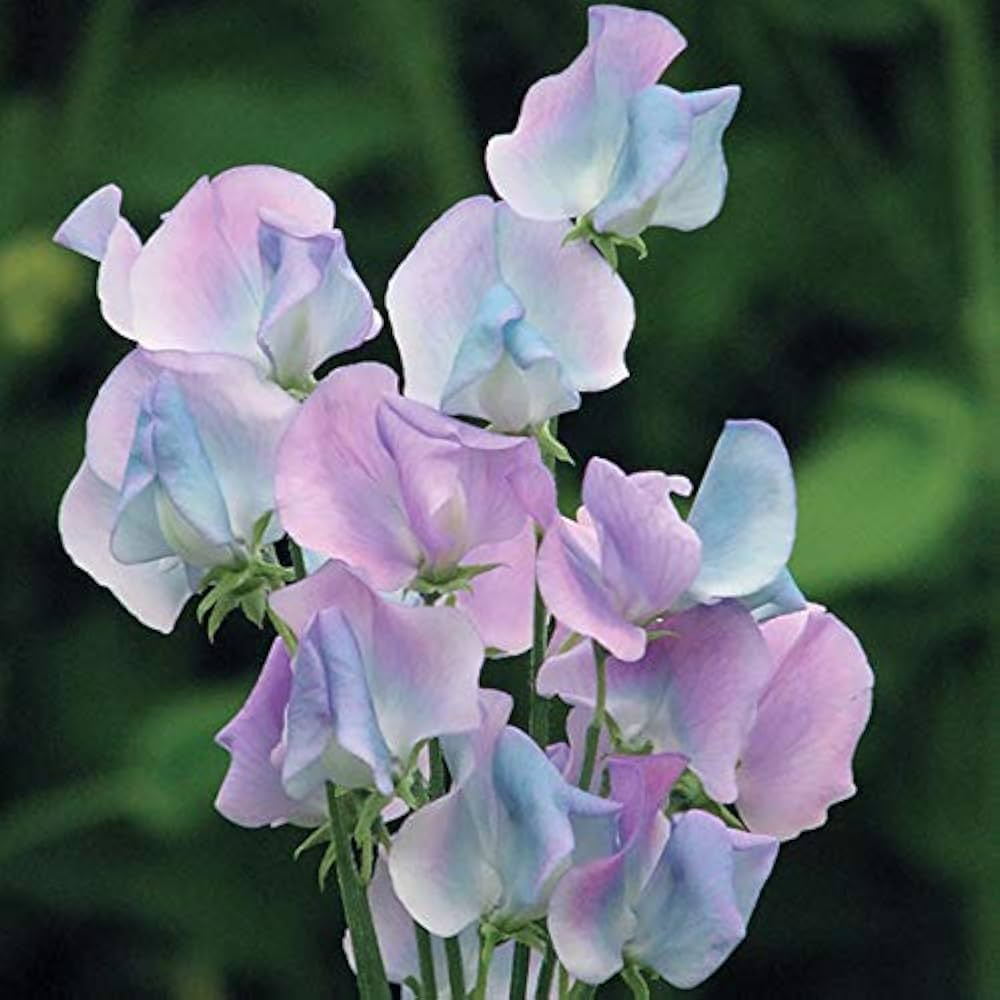 50+ Margaret Hastie Sweet Pea Seeds – Fragrant Pink-Lavender Blooms for Garden Planting, Climbing Vines for Trellises – USA