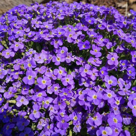 500 Seeds Aubrieta Whitewell Gem, Purple Rock Cress, Groundcover Perennial, Non-GMO, Vibrant Purple Blooms for Gardens & Borders