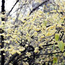 10 Seeds Chimonanthus Praecox Wintersweet Tree – Fragrant Winter Blooming Ornamental Plant for Planting and Landscaping