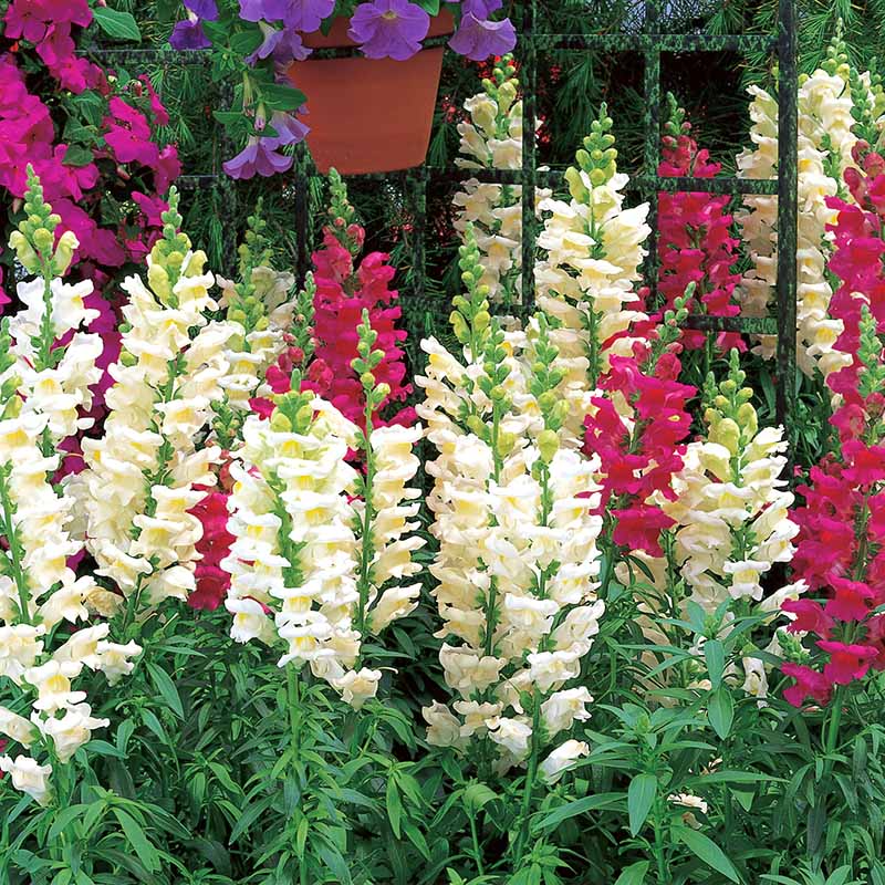 Antirrhinum majus Liberty Classic Mix Snapdragon Seeds – 1000+ Vibrant Blooms for Garden & Cut Flowers