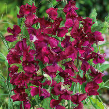 Burgundy Mix Sweet Pea Seeds – 50+ Wine, Plum, & Maroon Blooms – Climbing Flower Vine for Bouquets, Arches, Trellises,Cottage Gardens – USA