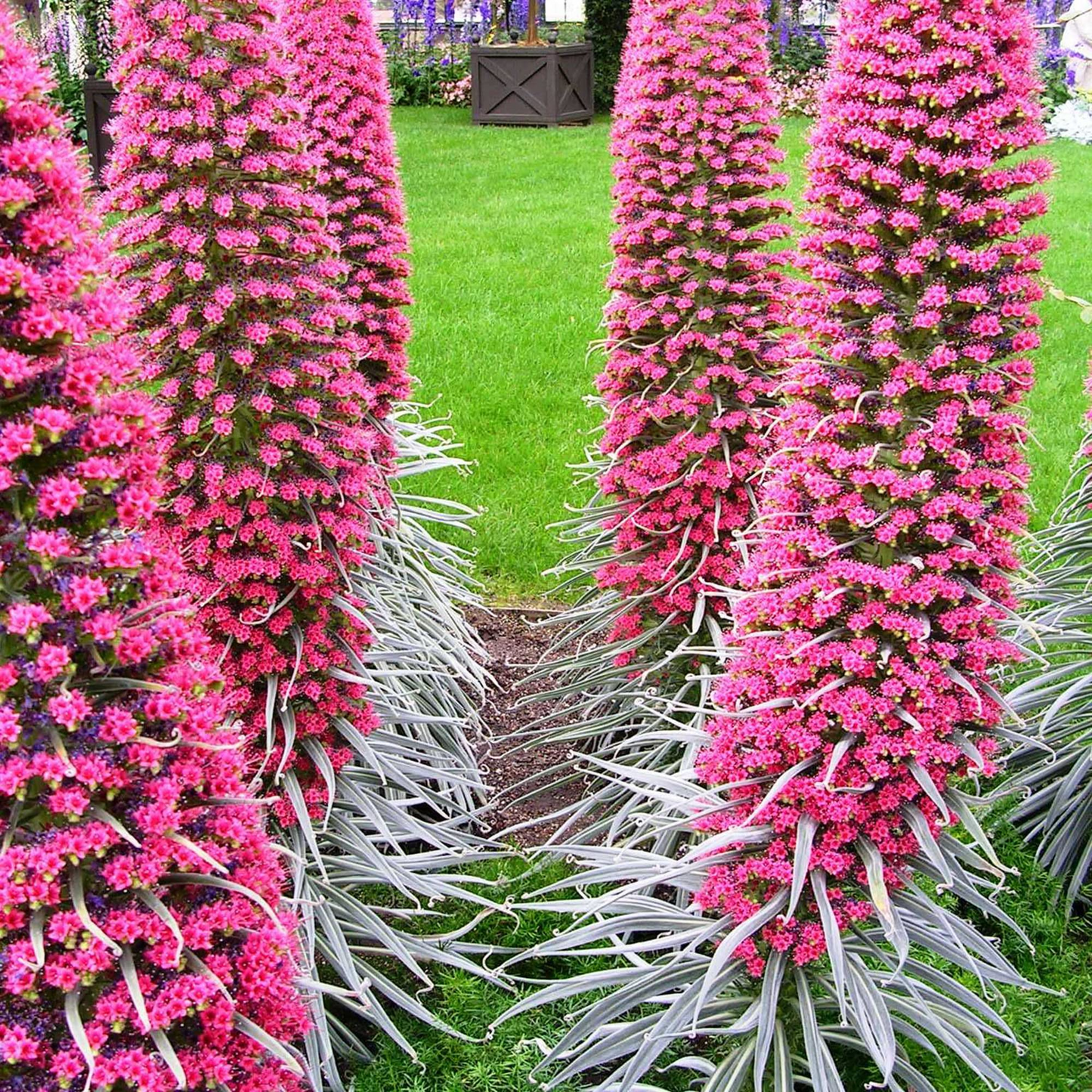 50 Tower of Jewels Red Bugloss Seeds (Echium wildpretti) | Tropical, Hardy Perennial, Vibrant Flowers, Attracts Pollinators