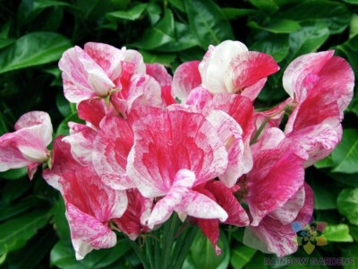50+ America Sweet Pea Seeds – Red & White Striped Fragrant Blooms for Garden Planting, Climbing Vines for Trellises – USA