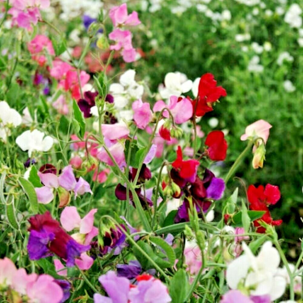 50+ Knee-High Mix Sweet Pea Seeds – Compact Fragrant Blooms for Garden Planting, Ideal for Borders, Pots & Bouquets – USA
