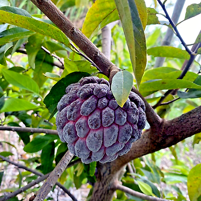 10 Thai Purple Sugar Apple Seeds (Annona squamosa) – Rare Sweet Tropical Fruit Tree