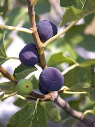 Texas Blue Giant Fig Seeds - 100+ Rare Fruit Tree Seeds - USA Grown - - Sweet Blue Figs - Heat Tolerant - Home Orchard