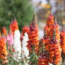 Candy Tops Mix Snapdragon Seeds (Antirrhinum majus) | 1000+ Seeds | Compact, Vibrant Blooms for Garden & Containers