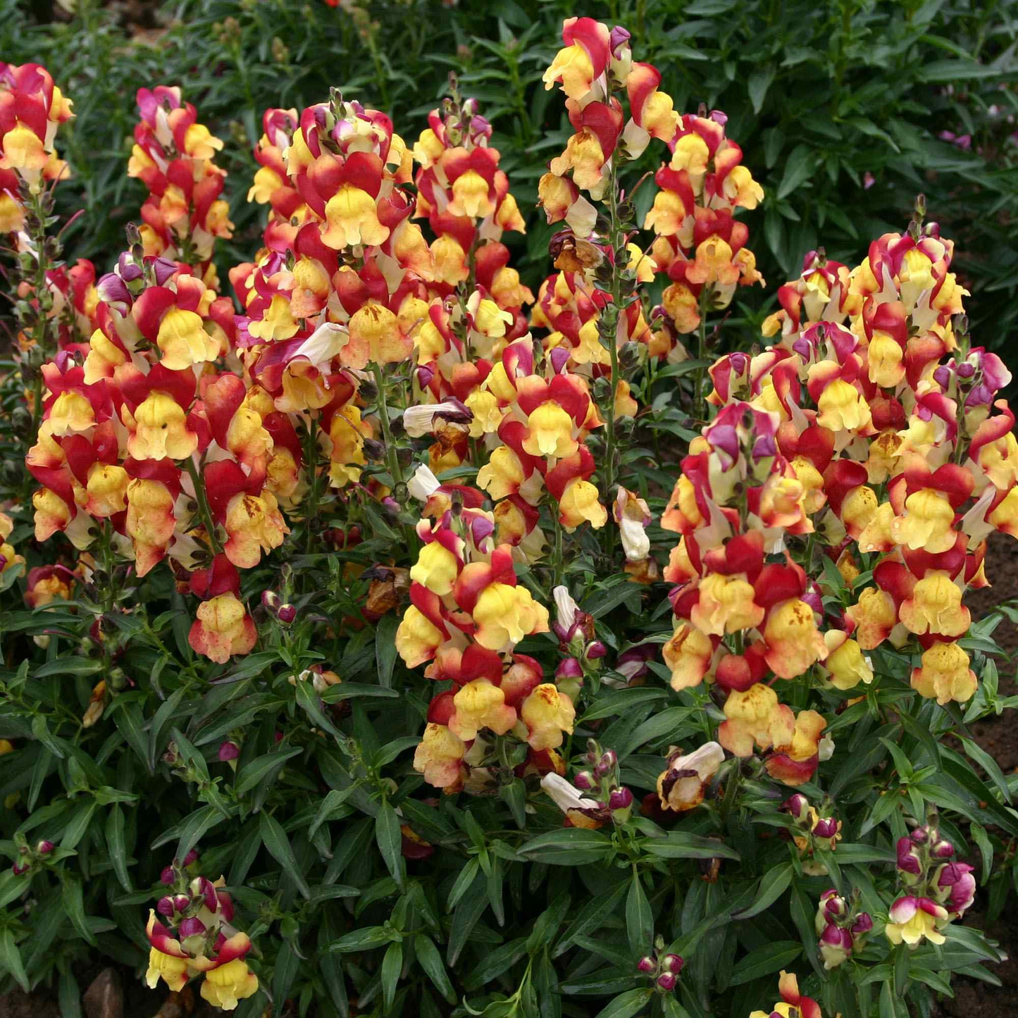 Antirrhinum majus Oriental Lantern Snapdragon Seeds – 1000+ Exotic Fiery Blooms for Garden & Cut Flowers