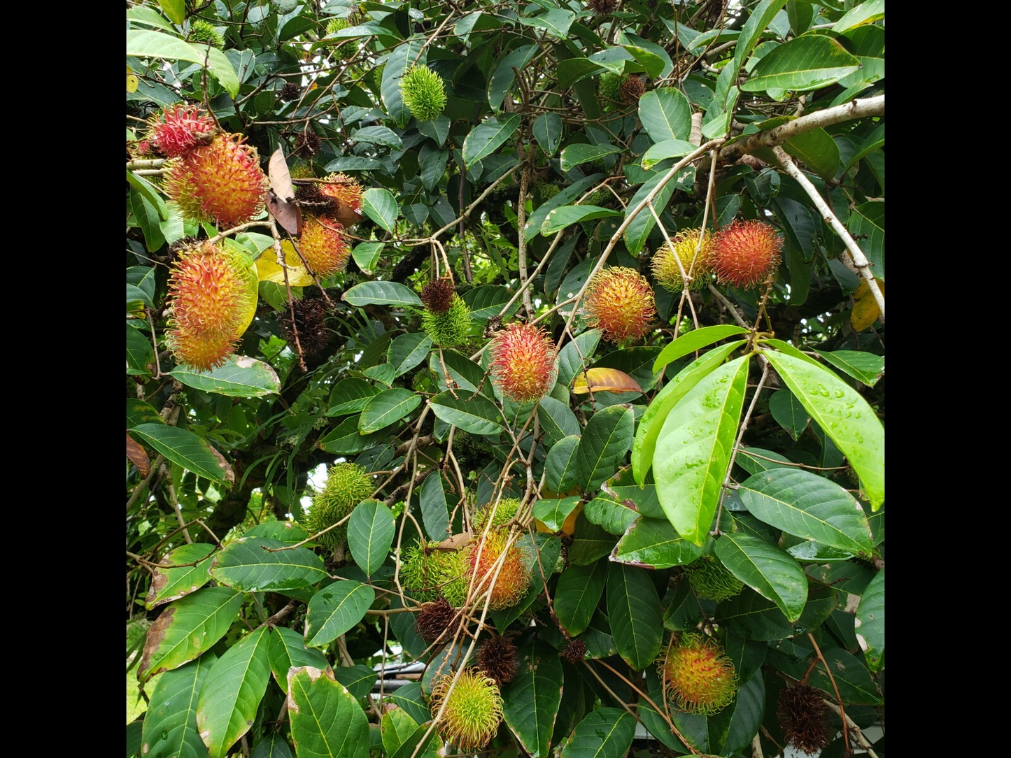 5 Unrooted Rambutan Cuttings (Nephelium lappaceum) | 5-6" Long for Grafting | Hairy Fruit Tree Cuttings for Propagation & Planting