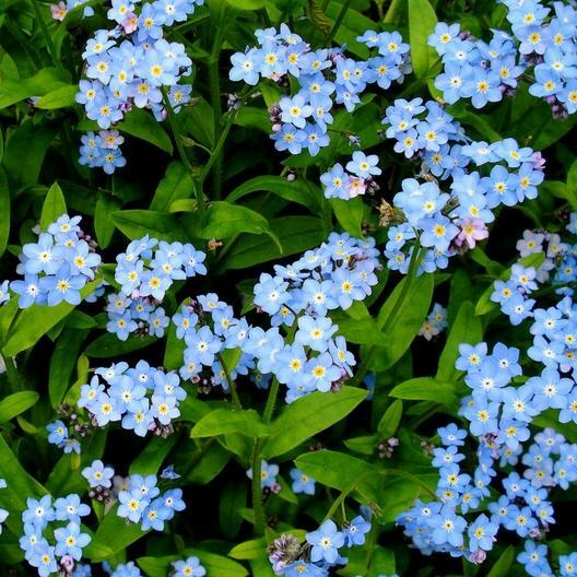 500 Seeds Forget Me Nots BLUE Perennial Flowers, Non-GMO Spring Blooms, Myosotis, Ideal for Cut Flowers & Gardens, Attracts Pollinators