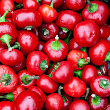 3 Cherry Hot Red (Cherry Bomb) Pepper Starter Plants - Spicy & Sweet Chili - High Yield for Gardens, Containers Cooking
