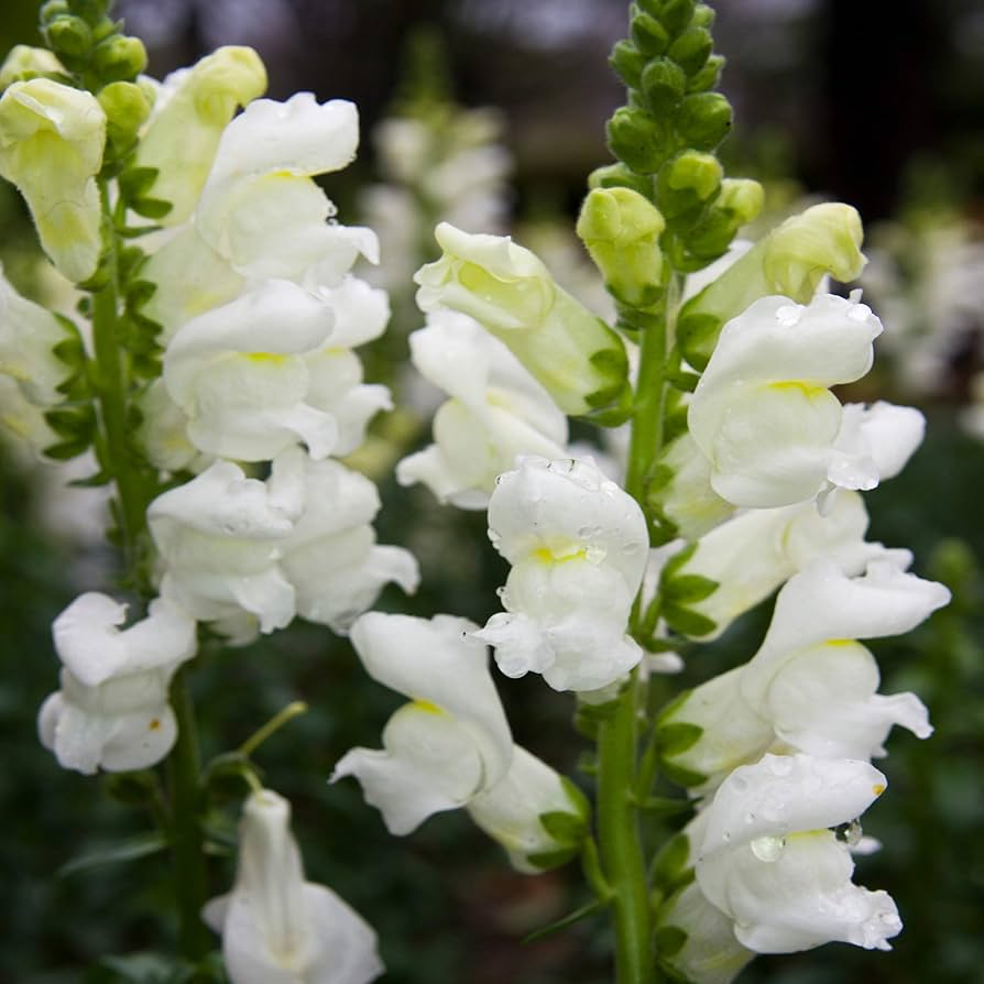 Antirrhinum majus Rocket White Snapdragon Seeds – 1000+ Pure White Blooms for Garden & Cut Flowers