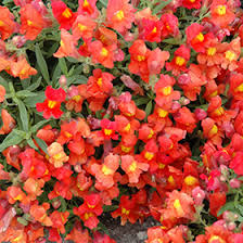 Candy Showers Orange Snapdragon Seeds (Antirrhinum majus) | 1000+ Seeds | Cascading Orange Blooms for Gardens & Hanging Baskets