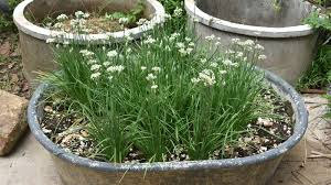 70 Live Garlic Chive Leek Plants, Bare Root, Edible Herb, Perennial, Organic Gardening