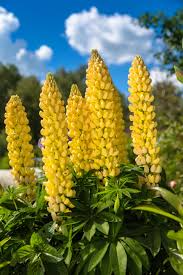 50 Seeds Lupine Yellow Annual (Lupinus) Drought-Tolerant, Non-GMO, Attracts Hummingbirds & Honey Bees, Vibrant Garden Flowers