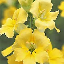 Chantilly Cream Yellow Snapdragon Seeds (Antirrhinum majus) | 1000+ Seeds | Tall, Soft Yellow Blooms for Garden & Cut Flowers