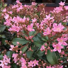 Indian Hawthorne Pink Dancer Cuttings - 7 Live 6" Flowering Shrubs, Evergreen, Fast-Growing, USDA Zones 7-11
