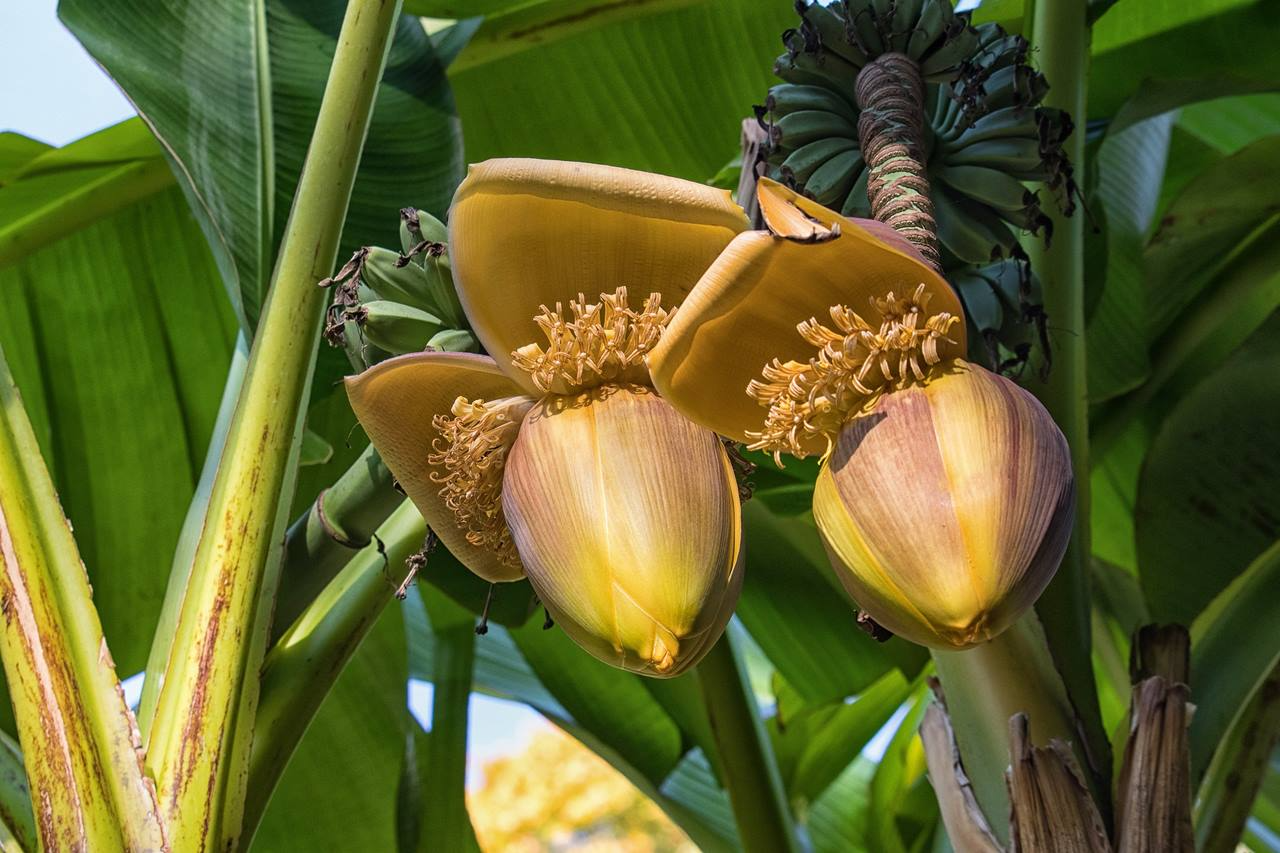1 Seedling Largest Giant Banana Live Fruit Plant (Musa ingens)