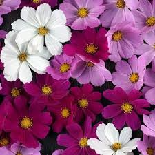 50 Cosmos VERSAILLES TETRA Red Seeds - Vibrant Flowers, Attracts Pollinators & Butterflies, Non-GMO, Easy to Grow - Cosmos bipinnatus