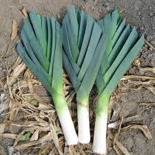 American Flag Leek Seeds – 300mg for Planting, Heirloom Variety, Mild & Sweet, Cold Hardy, High Yield, Long-Stemmed, Garden Container