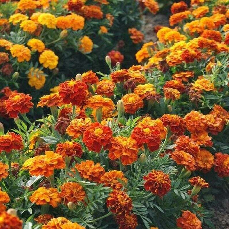 500mg Sparky Mixture Marigold Seeds, Vibrant French Marigolds, Bold Orange & Red Blooms