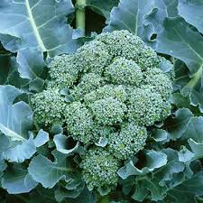 Broccoli Di Cicco Seeds – 1g for Planting, Heirloom Variety, Early Maturing, Tender Florets, High Yield, Garden & Container